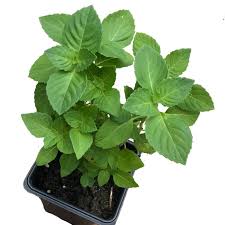 Holy Basil (Tulsi)