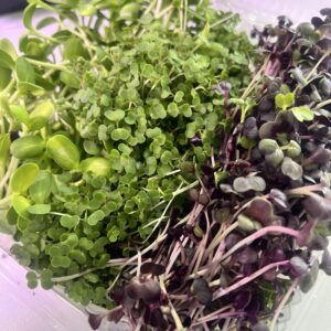 Microgreens