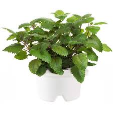 Lemon Balm