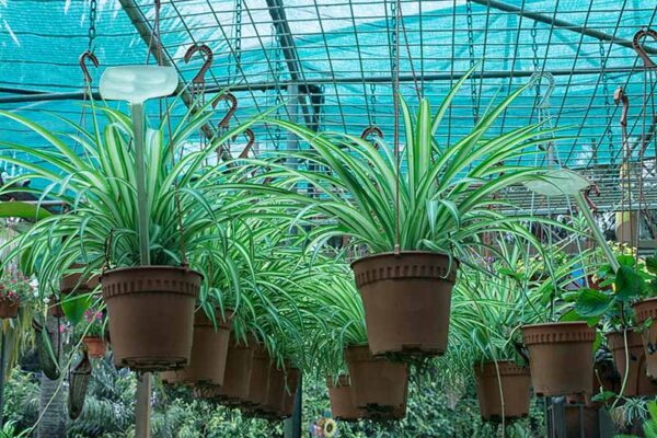 Spider Plants